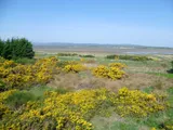 , Nigg, Tain IV19