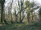Goosewell
