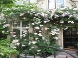 Mayton Street, London