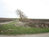 Nettle Bank Plot