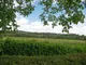 Paddock Paddock