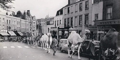 blackheath_camels.jpg