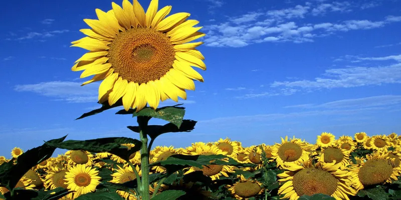 girasoli-sunflowers-wallpaper.jpg